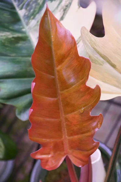 Folha Vermelha Impressionante Philodendron Caramel Marble Uma Planta Tropical Rara — Fotografia de Stock