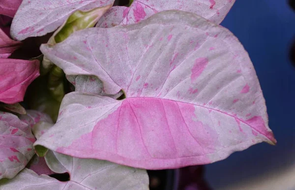 Hermosa Hoja Variada Syngonium Milk Confetti Una Planta Tropical Rara — Foto de Stock