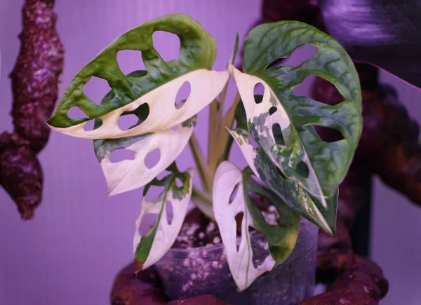 Les Feuilles Blanches Vertes Monstera Adansonii Panachée Une Plante Intérieur — Photo