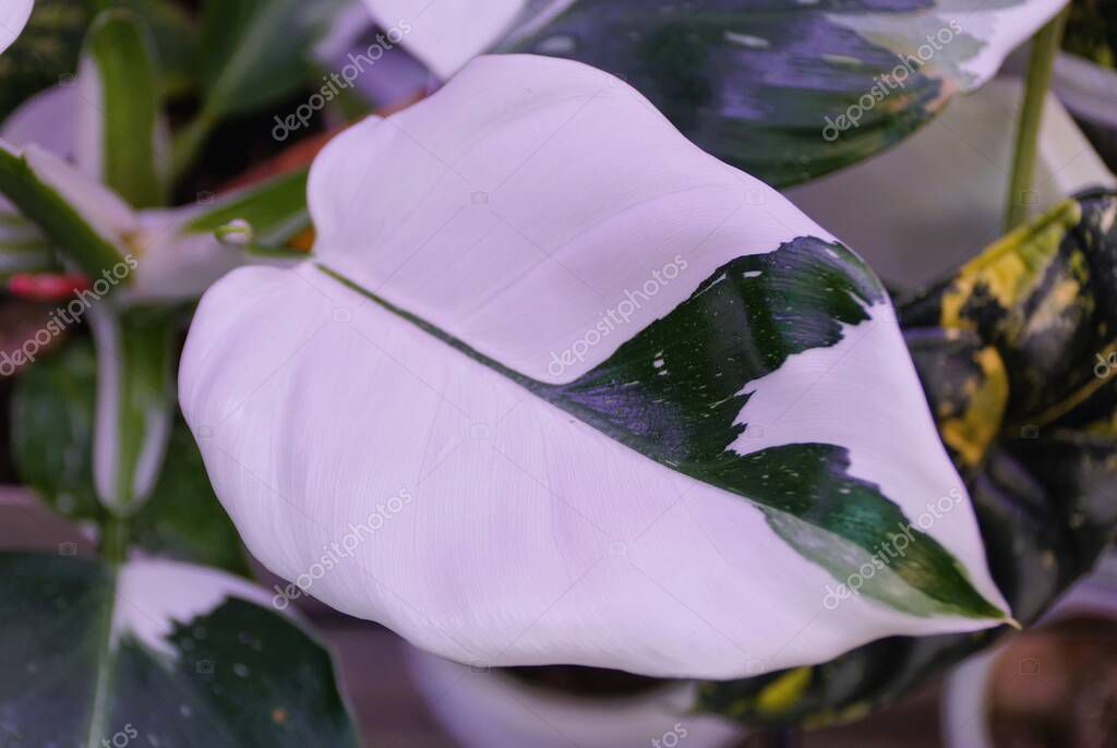 Hermosa hoja blanca y verde de Philodendron White Wizard, una planta de interior rara y popular 2024