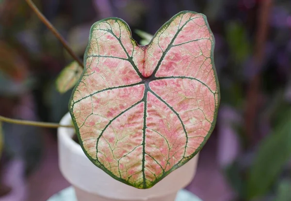 淡いピンク 緑のつる性のカラジウムの葉の閉じる — ストック写真