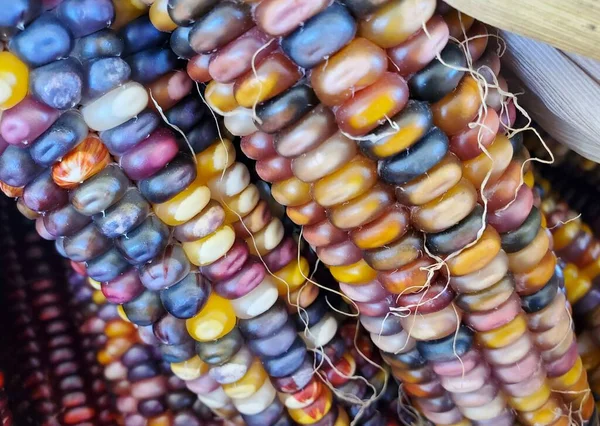 Closeup Colorful Dried Indian Corns Fall Decoration — Stock Photo, Image