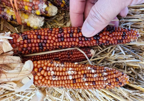 Holding Colorful Tiny Dried Mini Indian Corns Fall Decoration — Stock Photo, Image