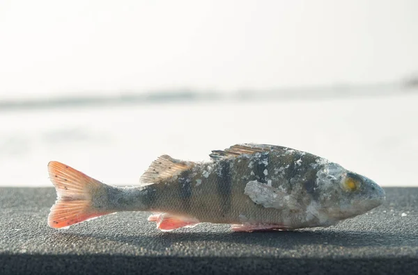 Winter Fishing Catch Macro Small Fish — Stock Fotó