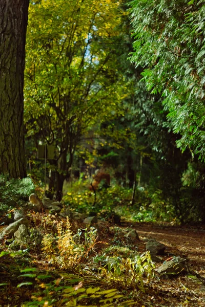 Tabor Giardino Botanico Mattina Inverno — Foto Stock