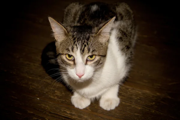 Gatos Animales