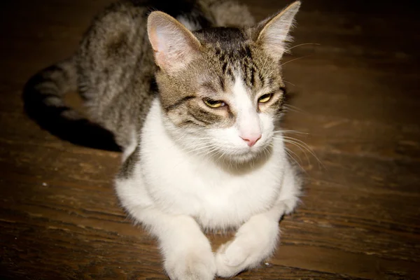 Gatos Animales