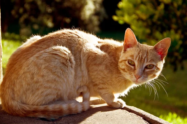 Gatos, Chat, Animais, Doméstico — Fotografia de Stock