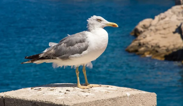 Seagull — Stock Photo, Image