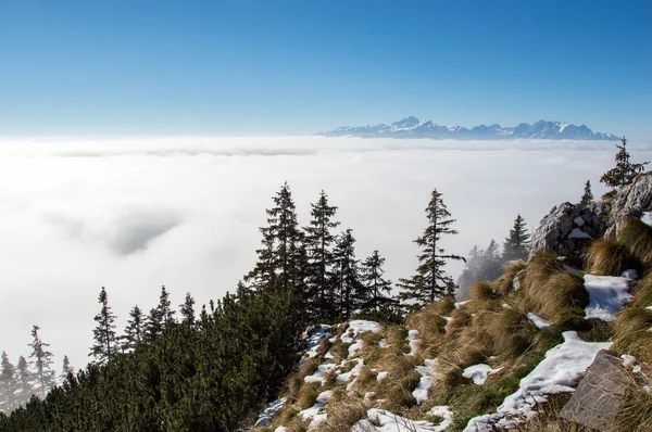 구름 위에 숲 — 스톡 사진