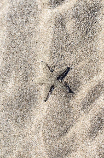 Estrella de mar — Foto de Stock