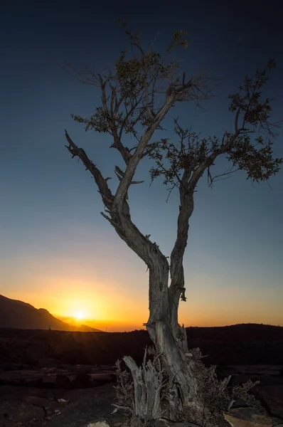 木と日の出 — ストック写真
