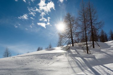 Güneş parlıyor bir sırt üzerinde büyüyen ağaçlar