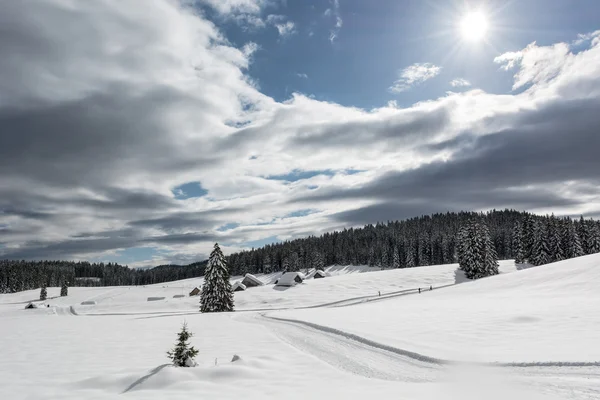 Träd på en snöig äng med skidåkning spår runt dem. — Stockfoto