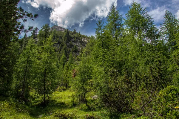 알파인 숲 — 스톡 사진