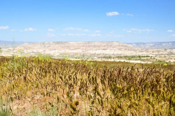 Gras met rotsachtige landschap in de rug — Stockfoto