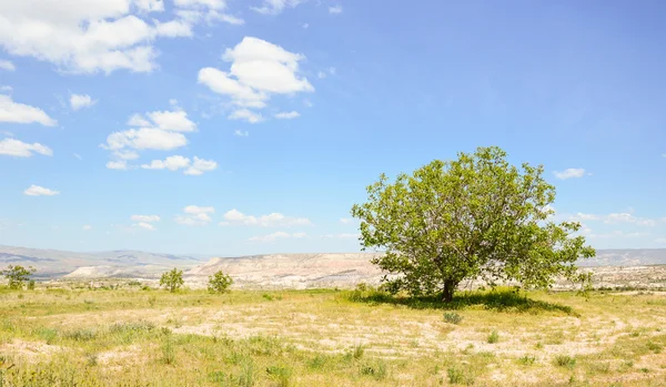 孤独な木 — ストック写真