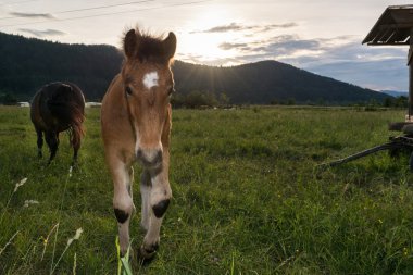 aşağı güneş ayarı ile genç colt