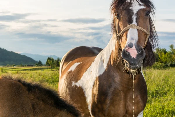 Horse with saliva dripping from its mouth — Stock Photo, Image