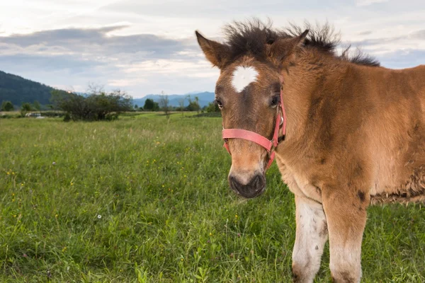 Filly on a meadow — Stock Photo, Image