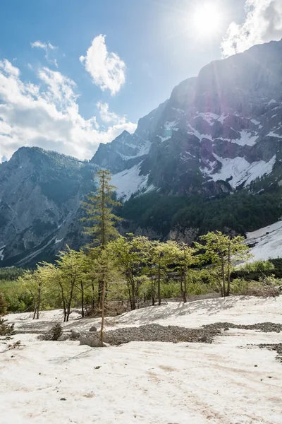 Foresta nella valle alpina — Foto Stock
