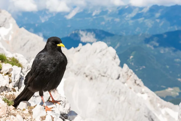 Alpine alpkråkan sitter på en sten — Stockfoto