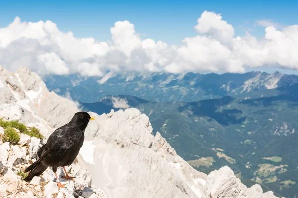 Alpine alpkråkan sitter på en sten — Stockfoto