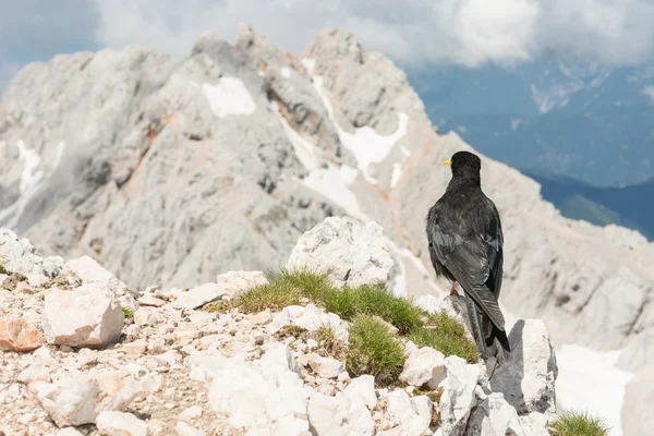 Alpine alpkråkan sitter på en sten — Stockfoto