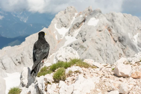 Tos alpino sentado en una roca — Foto de Stock