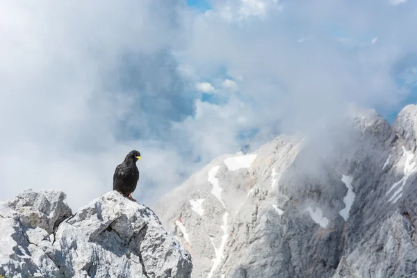 Alpine chough sidder på en sten - Stock-foto