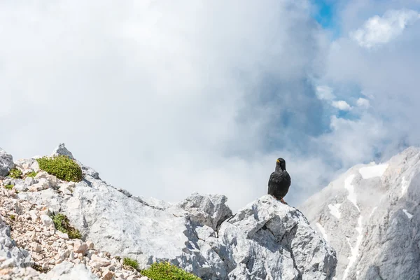 Alpine alpkråkan sitter på en sten — Stockfoto