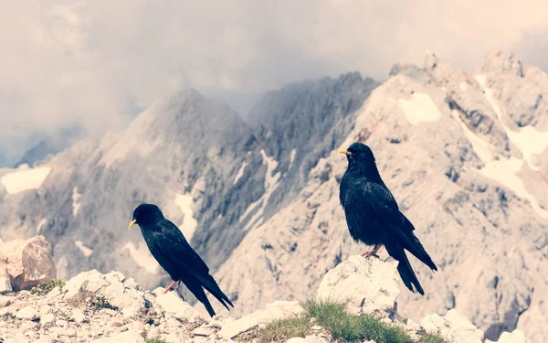 Dvojice alpské Urriello — Stock fotografie