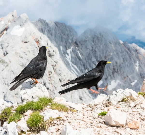 Pair of alpine choughs — Stock Photo, Image