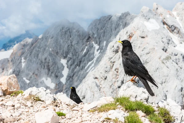 Par de choughs alpinos — Foto de Stock