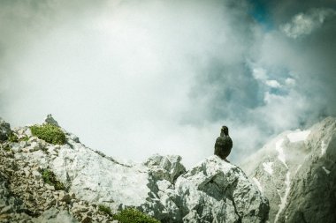 Alpine chough sitting on a rock with mountains in the back stock vector