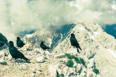 dağ manzaralı Alpin choughs