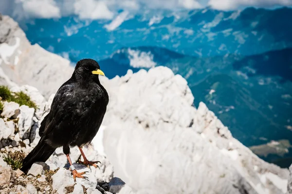 Alpine alpkråkan sitter på en sten — Stockfoto