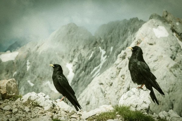 Пара альпийских суставов — стоковое фото
