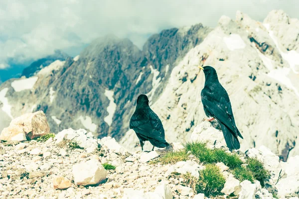 Para alpejskie choughs — Zdjęcie stockowe