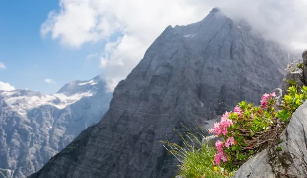 Rhododendron med berg i ryggen — Stockfoto