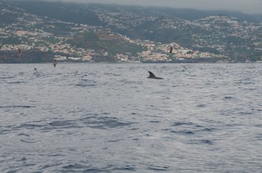 Bulutlu bir günde sürat teknesinden izleyen yunus..