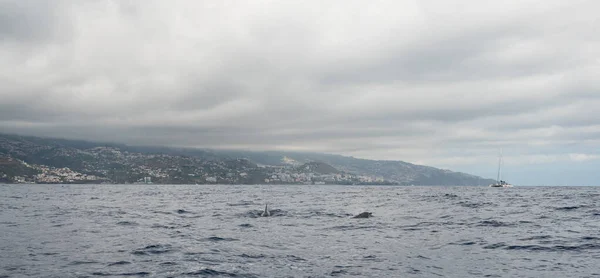 Observação de golfinhos de um barco de velocidade em dia nublado. — Fotografia de Stock