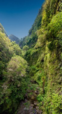 Beautiful scenery of a mossy forest and rocks over river bed.