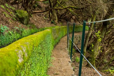 Hiking through old forest along water, exploring 25 waterfall on Madeira.