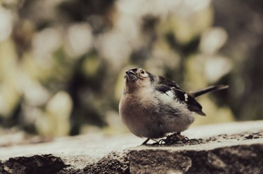 A cute Madeiran chaffinch Fringilla coelebs maderensis sitting.