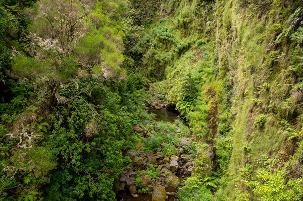 Beautiful scenery of a mossy forest and rocks over river bed. — Stockfoto