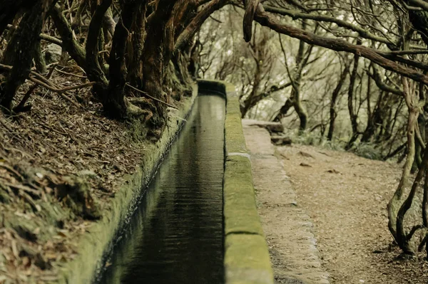 Hiking through old forest along water, exploring 25 waterfall on Madeira. — Stok fotoğraf