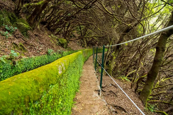 Hiking through old forest along water, exploring 25 waterfall on Madeira. — Stock Photo, Image