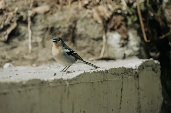 A cute Madeiran chaffinch Fringilla coelebs maderensis sitting. — Stock Photo, Image