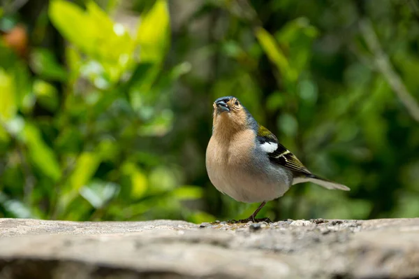 A cute Madeiran chaffinch Fringilla coelebs maderensis sitting. — Stock Photo, Image